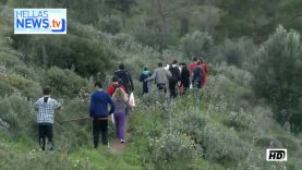 20.000 προβλαστημένες βελανιδιές φυτεύτηκαν στον Υμηττό