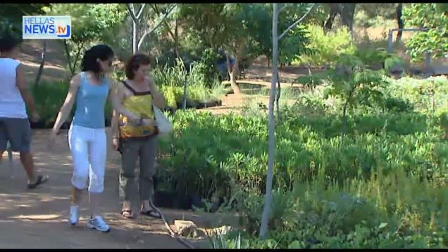 16.000 φυτά αξιοποιεί ο Δήμος Ηλιούπολης