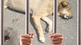 Δήμος Ηρακλείου Αττικής: «Καμία ανοχή σε κρούσματα εσκεμμένης θανάτωσης ζώων»