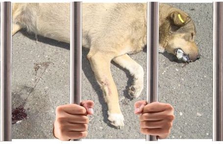 Δήμος Ηρακλείου Αττικής: «Καμία ανοχή σε κρούσματα εσκεμμένης θανάτωσης ζώων»